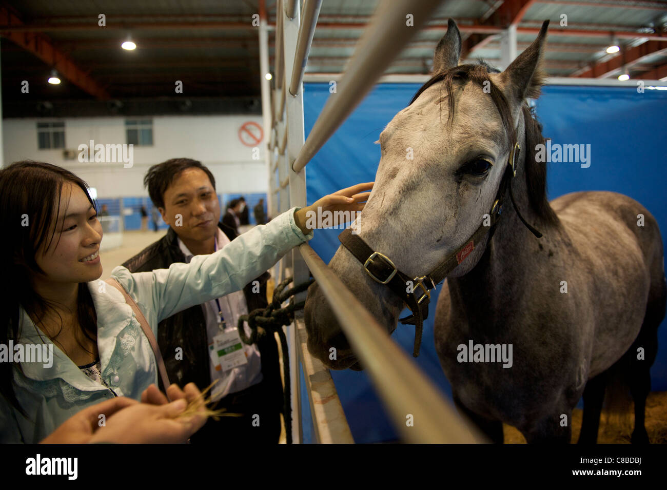 Chinesische Pferdeliebhaber berührt ein Pferd während China Horse Fair 2011 in Peking, China.14-Oct-2011 Stockfoto
