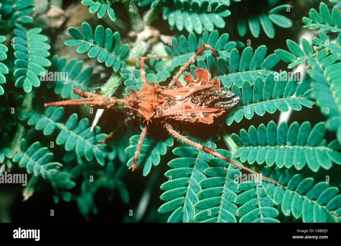 Assassin-Bug (Sphagiastes Ramentaceus: Reduviidae) imitiert einen Toten, welke Blatt, in der Savanne, Südafrika Stockfoto
