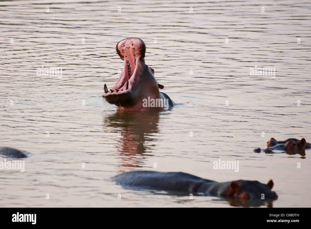 gähnende Nilpferd Hippopotamus Amphibius, Luambe Nationalpark, Sambia, Afrika Stockfoto