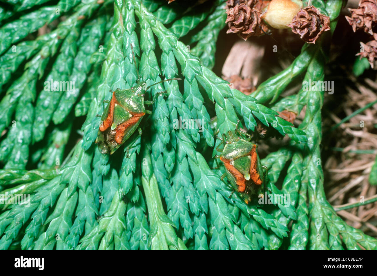 Wacholder-Schild oder Stink Bug (Cyphostethus Tristriatus: Acanthosomatidae) auf Zypressen UK Stockfoto