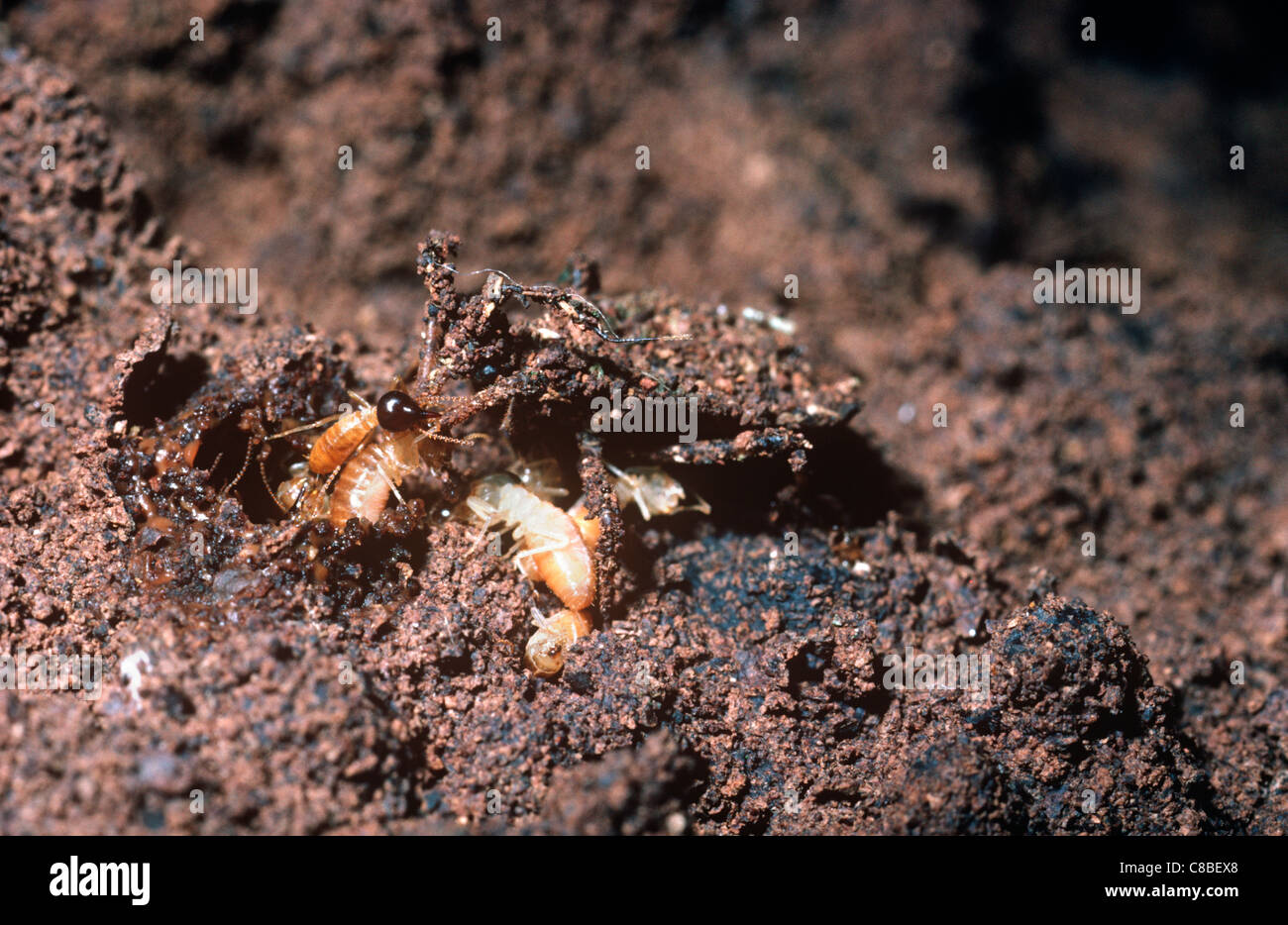 Assassin-Bug (Salyavata Variegata: Reduviidae) Nymphe, getarnt mit Geröll, Angeln für Termiten, Regenwald, Costa Rica Stockfoto