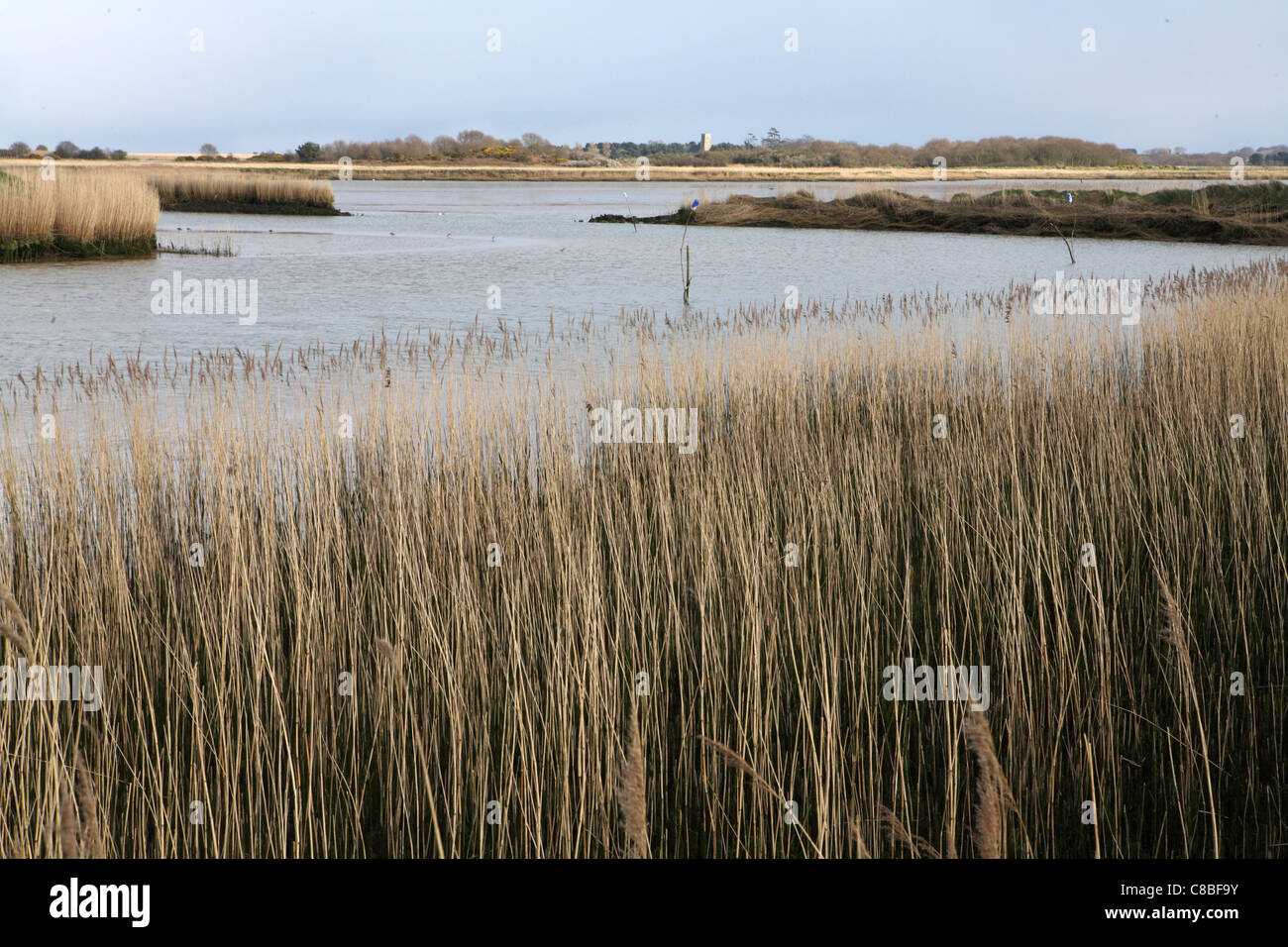 Schilf an Snape Maltings, Snape, Suffolk, UK Stockfoto