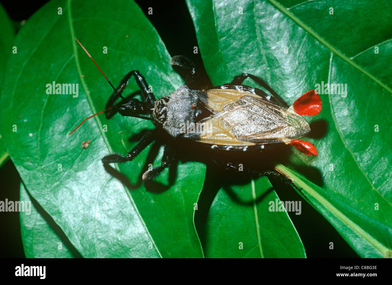 Assassin-Bug (Apiomerus Vexillarius: Reduviidae) im Regenwald von Costa Rica Stockfoto