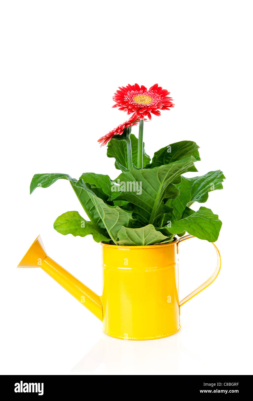 Gelbe Gießkanne mit Gerber Blumen auf weißem Hintergrund