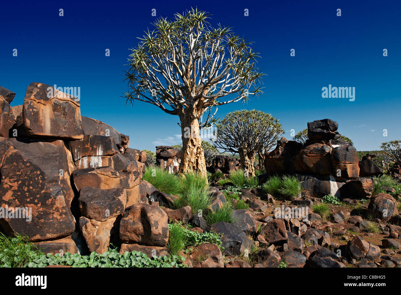 Köcherbaum Wald, Aloe Dichotoma, Farm Garas, Mesosaurus Fossil Site, Keetmanshoop, Namibia, Afrika Stockfoto