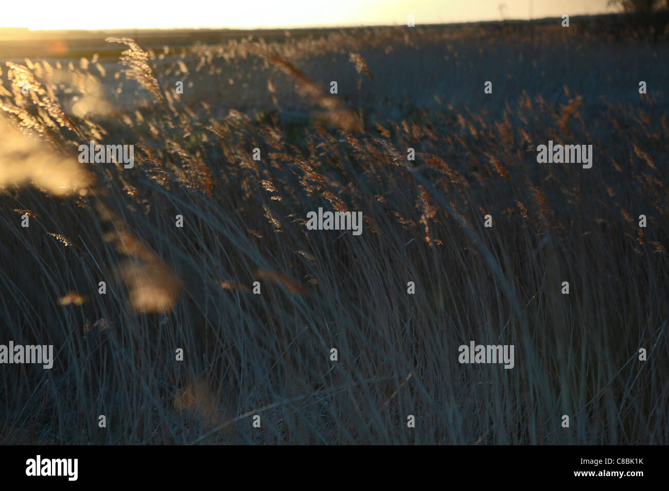 Sonnenuntergang Überschwemmungen durch Schilf Strand Gräser, Snape, Suffolk, UK. Ein romantisches Bild von Sommer mischen in Herbst & Tage Ende Stockfoto