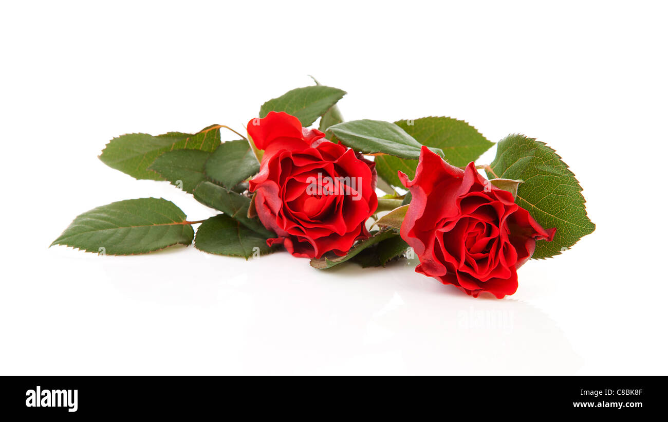 Zwei schöne rote Rosen auf weißem Hintergrund Stockfoto