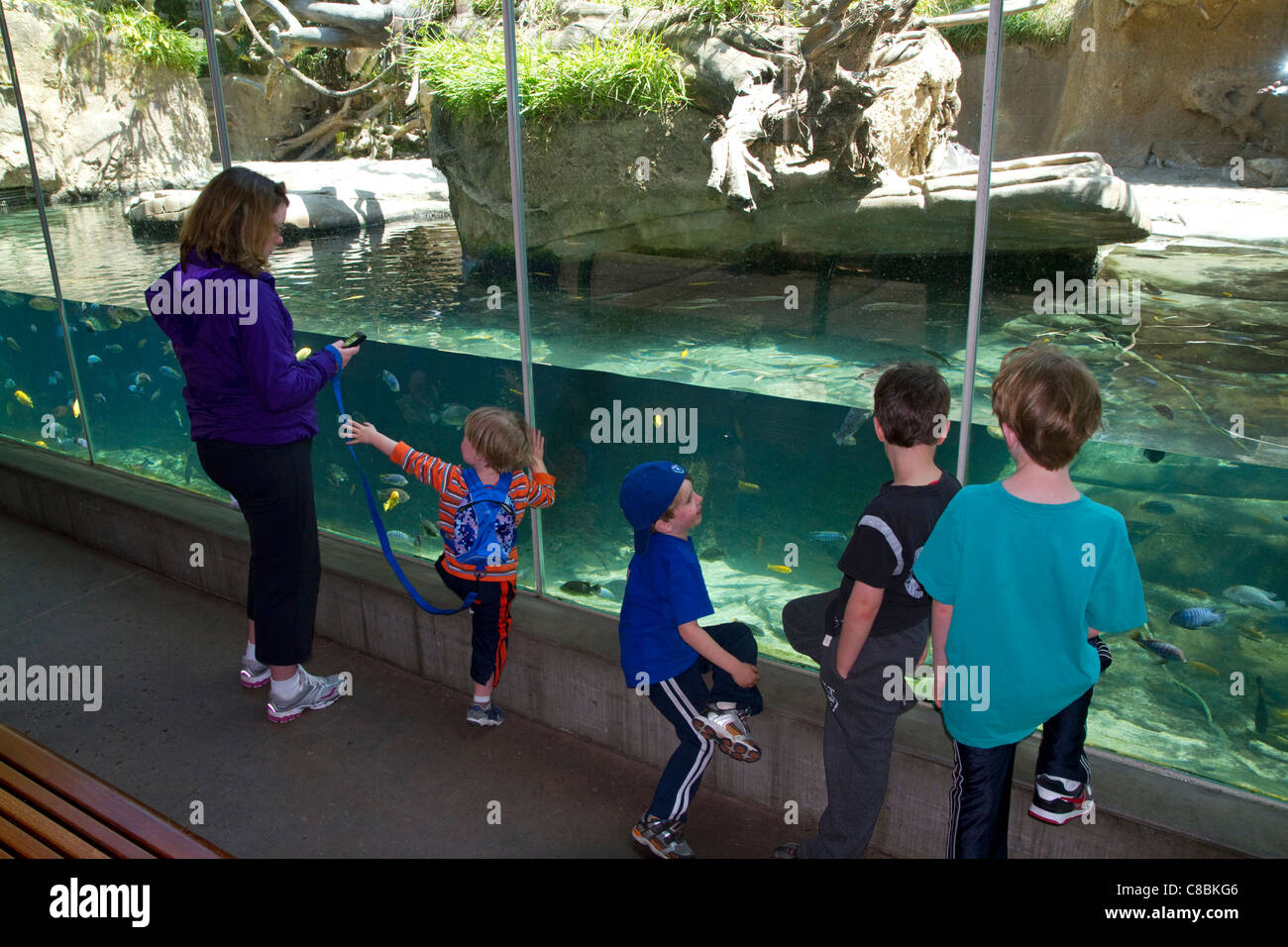 Tropische Unterwasserwelt Display im San Diego Zoo befindet sich im Balboa Park, Kalifornien, USA. Stockfoto