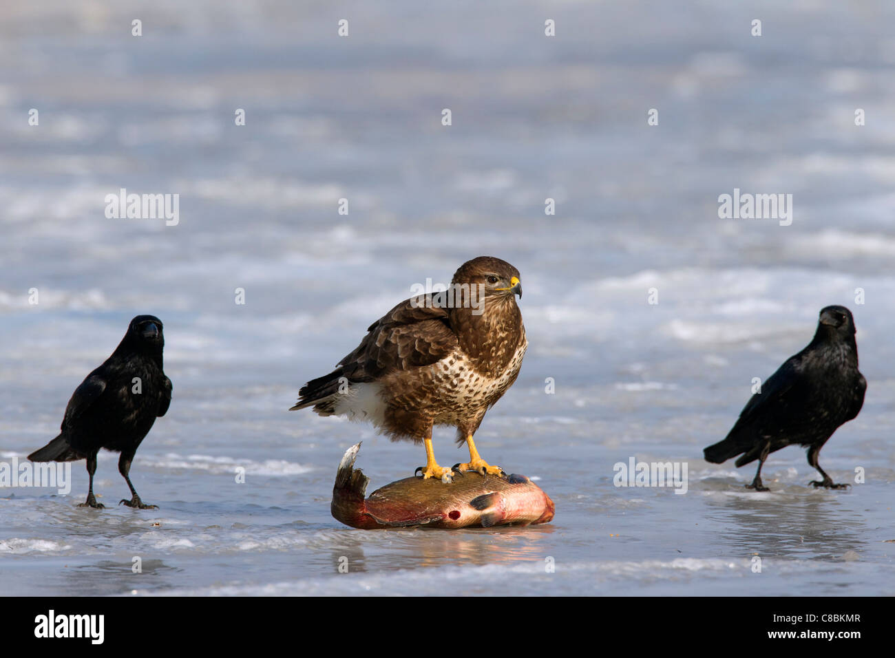 Zwei Rabenkrähen (Corvus Corone) und Mäusebussard (Buteo Buteo) ernähren sich von Fisch auf zugefrorenen See im Winter, Deutschland Stockfoto