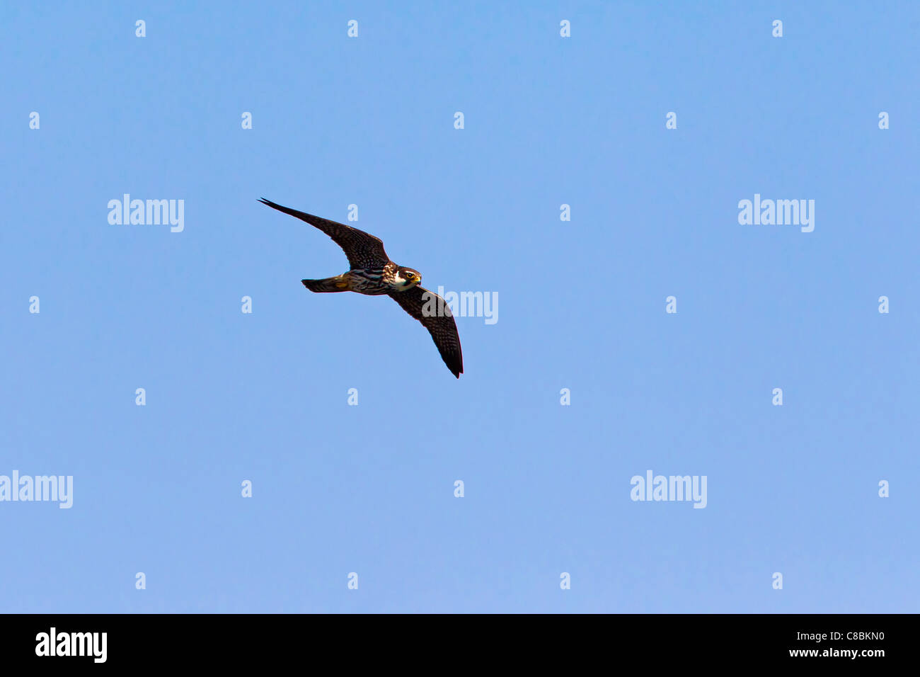 Eurasian Hobby (Falco Subbuteo) während des Fluges mit Gefangenen Libelle, Deutschland Stockfoto