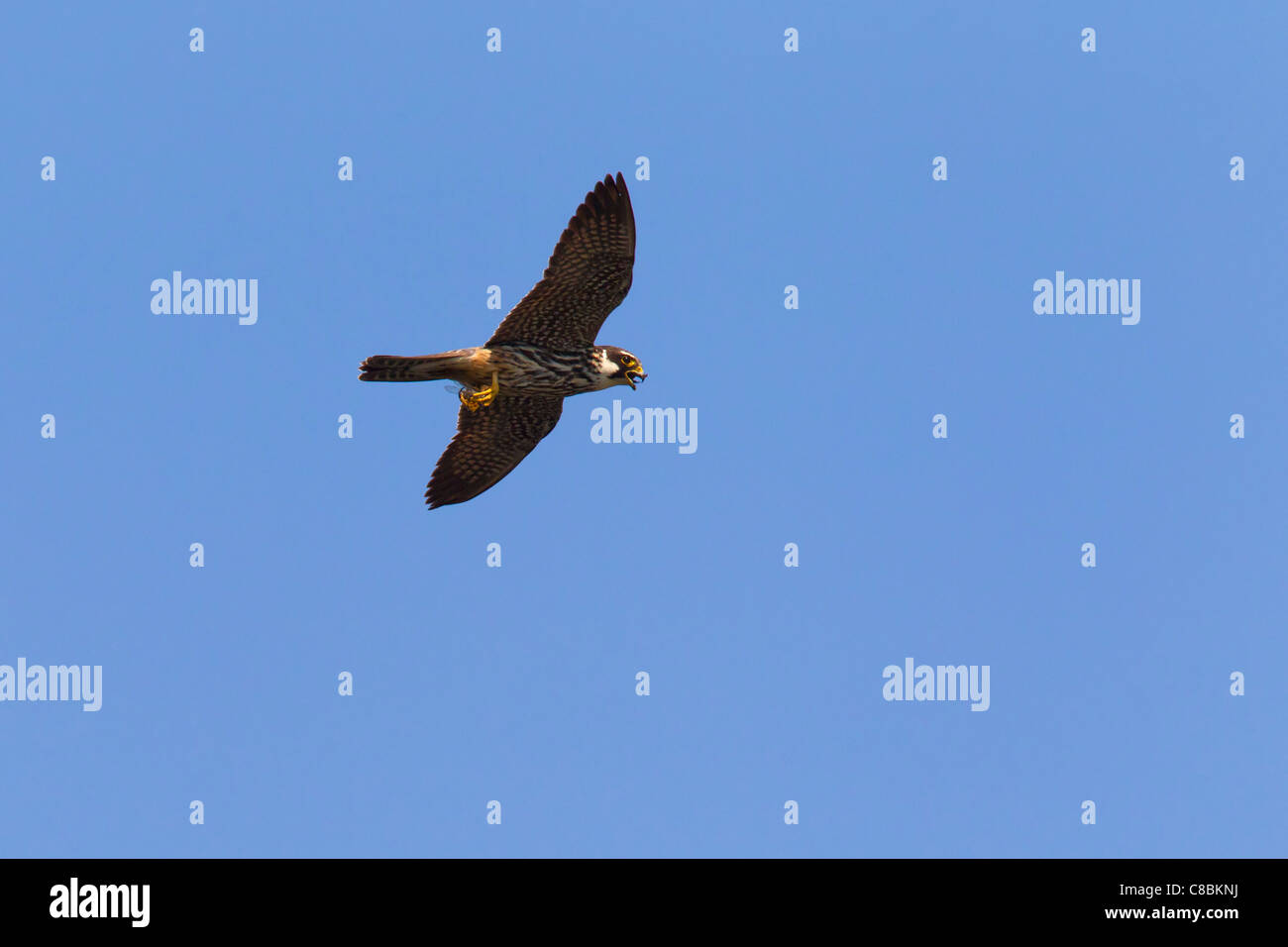 Eurasian Hobby (Falco Subbuteo) während des Fluges mit Gefangenen Libelle, Deutschland Stockfoto