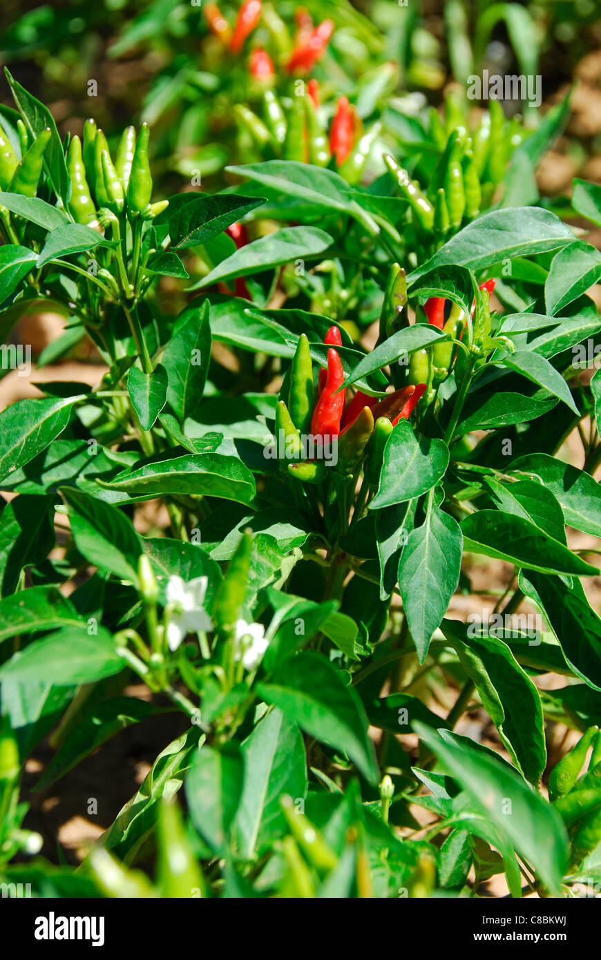 Eine italienische Ätna Chili-Pflanze (Capsicum Annuum), aka der Stromboli-Chili, außerhalb, mit Chilischoten, die Reifung in der Sonne wachsen. Stockfoto