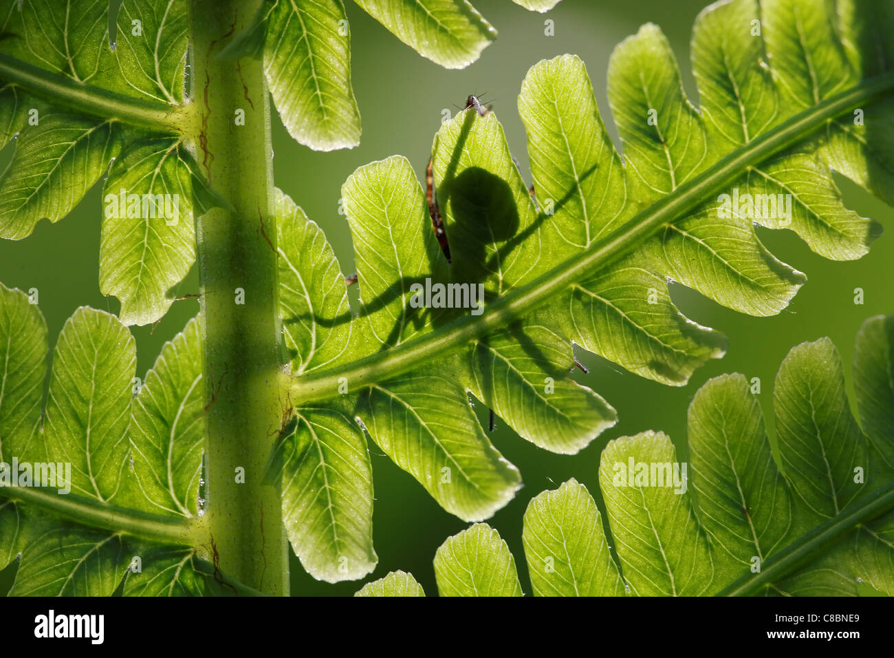 Makrofoto des Farn Blatt gegen das Licht gemacht. Die Schatten der Spinne und einige kleine Insekt können gesehen werden. Stockfoto