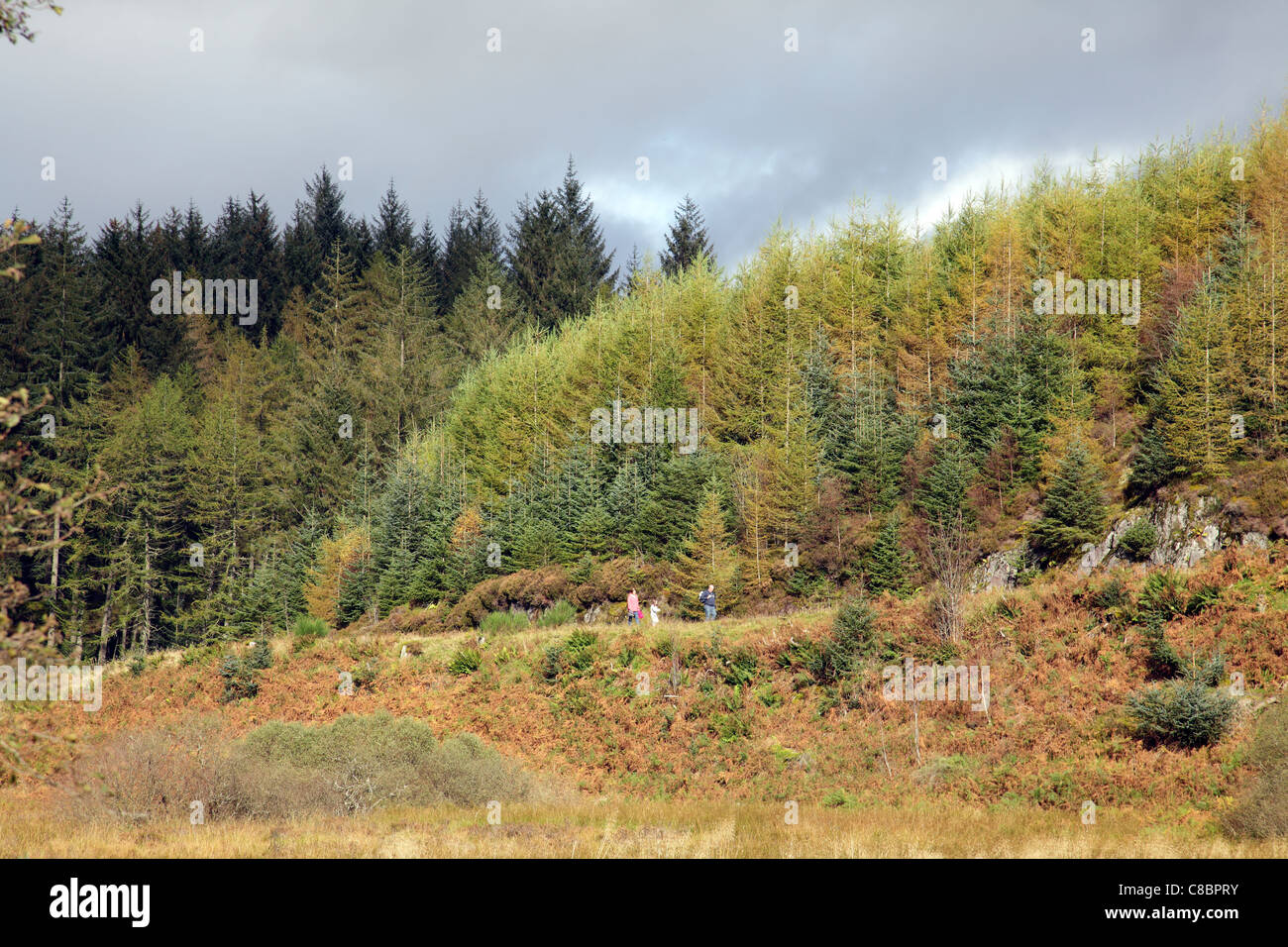 Trossachs im Herbst, Stirlingshire, Schottland, Großbritannien Stockfoto