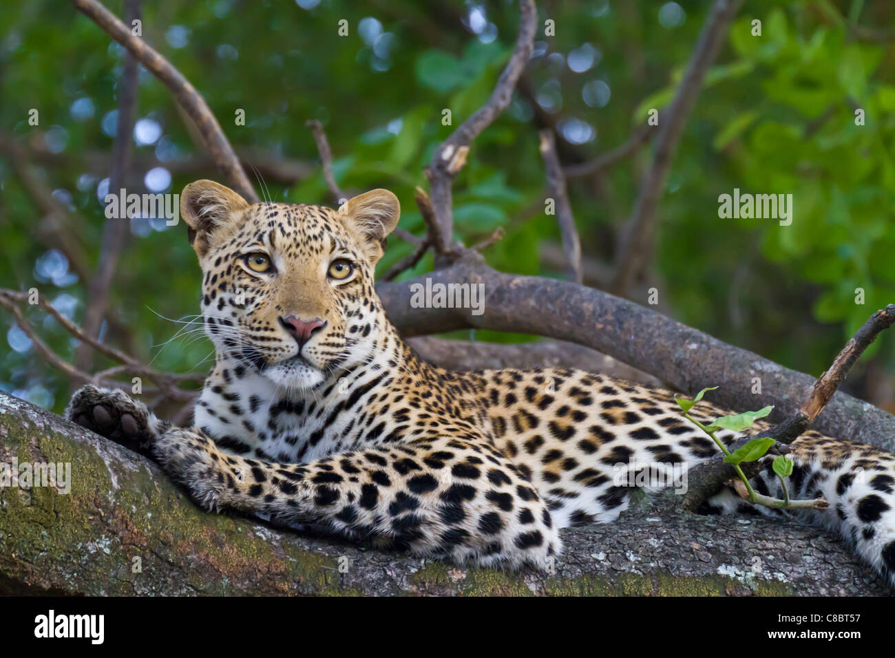 Leopard in der Struktur im Okavango Delta, Botswana Stockfoto