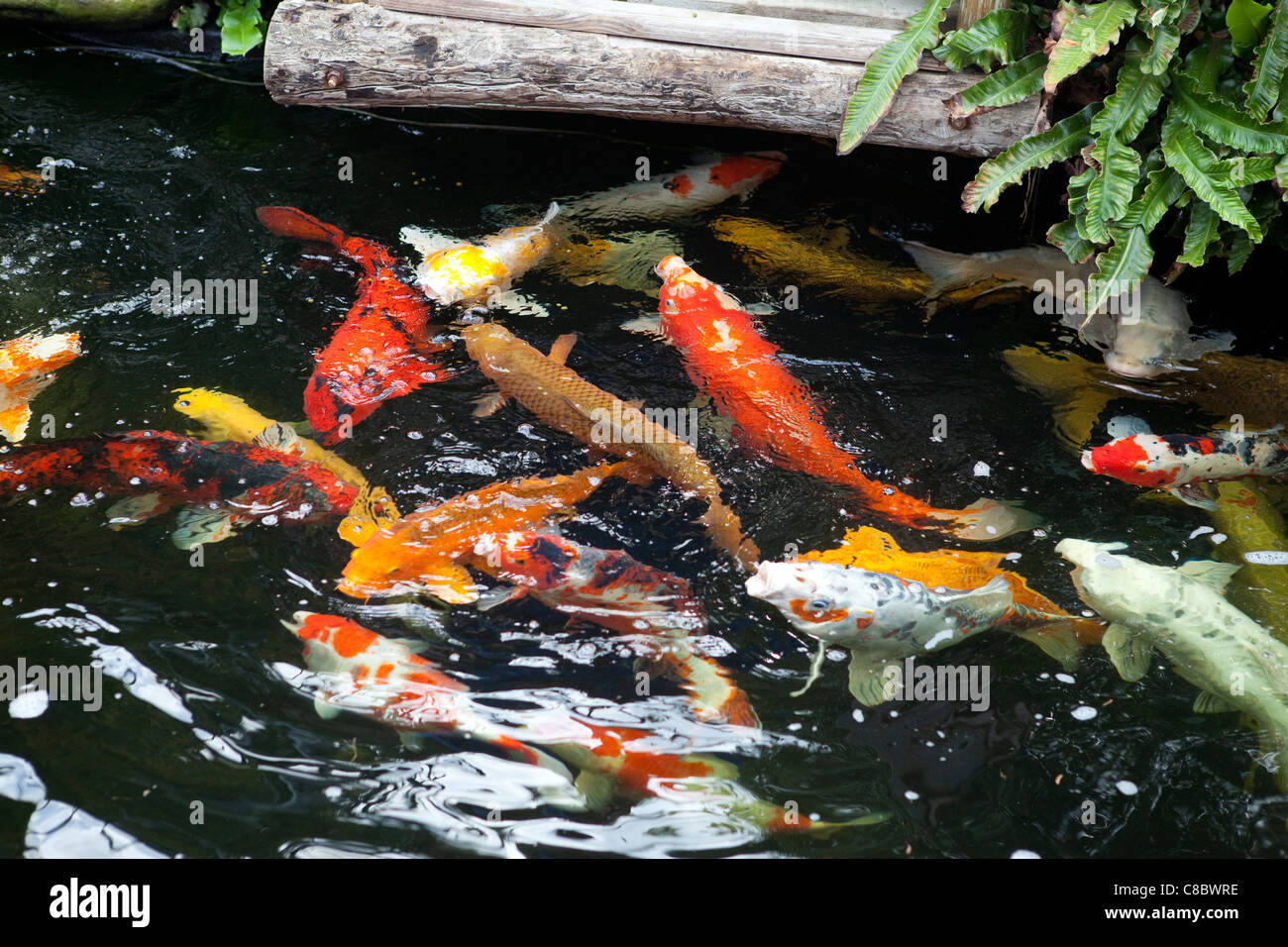 Koi, Karpfen, Fisch Stockfoto