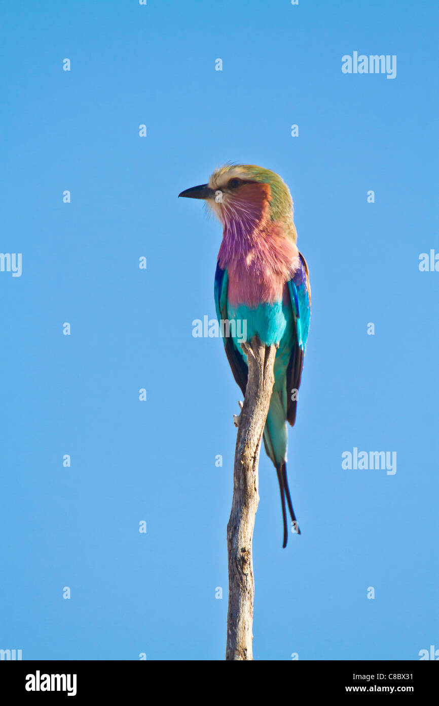 Lilac Breasted Roller, Hwange Nationalpark, Simbabwe Stockfoto