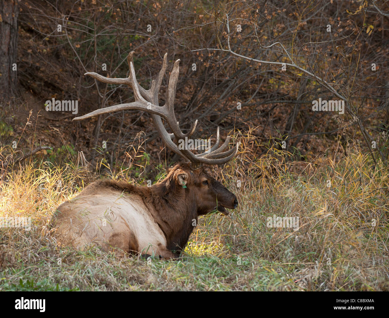 Rocky Mountain Elch Bulle Stockfoto