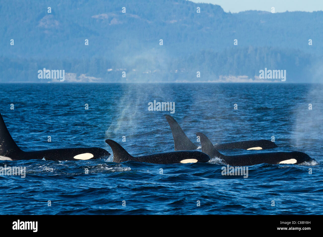 Eine Herde von Orcas (killer Wale) in der Salish Sea Stockfoto