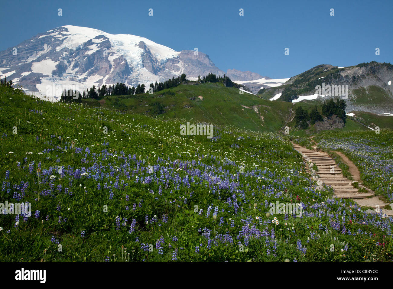 Wildblumen punktieren die Hügel am Mt. Rainier Nationalpark Stockfoto