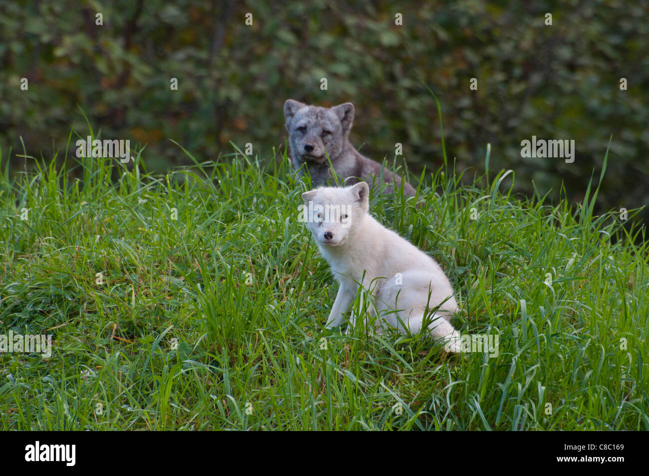 Zwei Polarfuchs-Kits bei Omega Park, Québec. Stockfoto