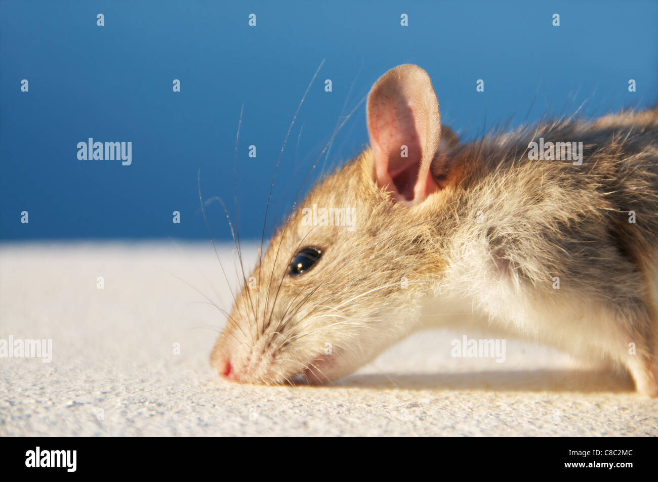 Kretische stacheligen Maus auf weißen Wand mit blauem Himmel Stockfoto