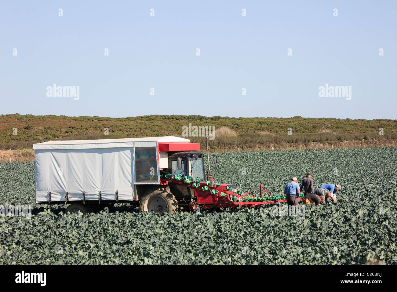 EU zugewanderten Landarbeiter Ernte Brokkoli in einem Feld mit einem Förderband bewaffnen sie auf einem Traktor und Anhänger zu laden. England-UK-Großbritannien Stockfoto