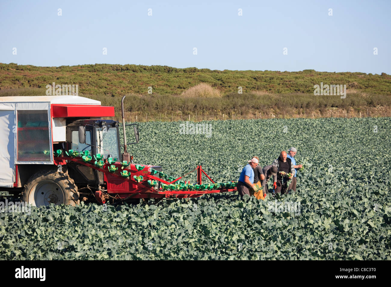 Landarbeiter Ernte Brokkoli in einem Feld mit einem Förderband arm Sie laden auf einen Traktor und Anhänger. England Großbritannien Großbritannien Stockfoto