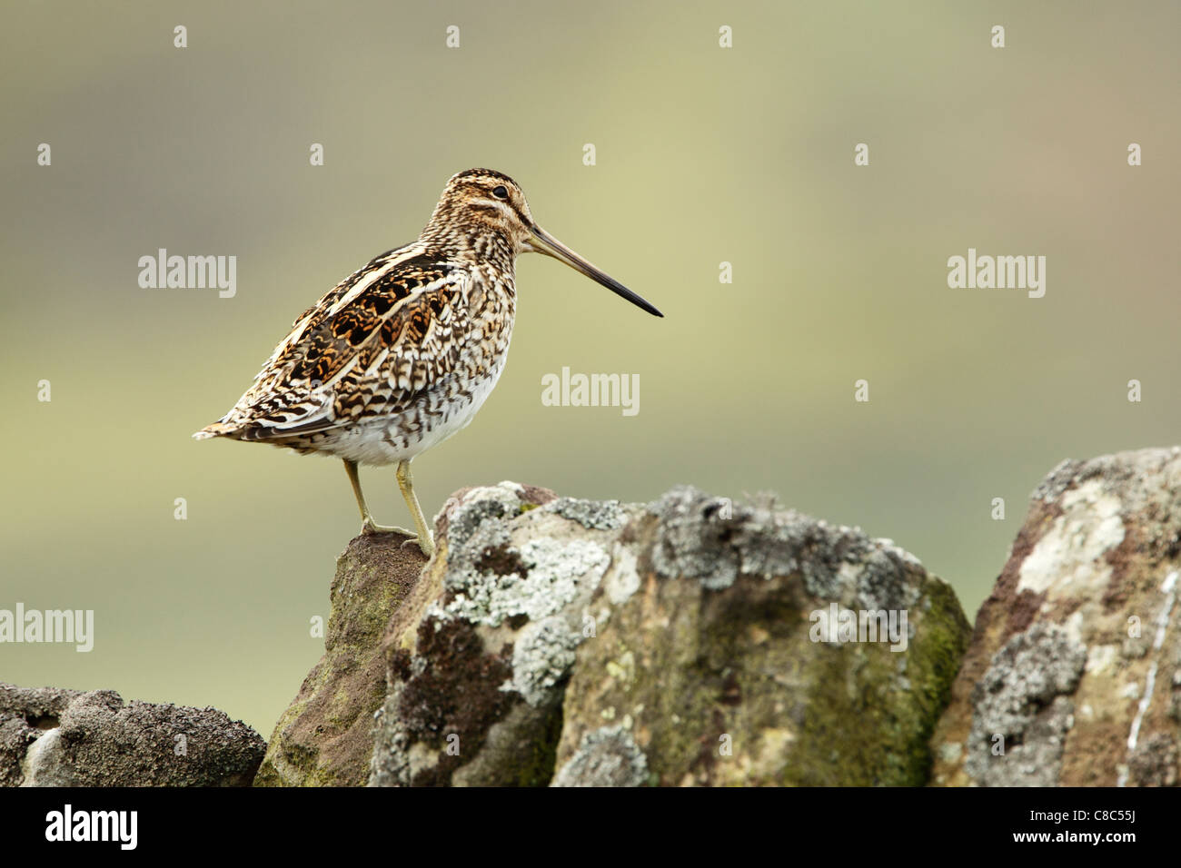 Bekassine (Gallinago Gallinago) stehend auf Flechten bedeckt Steinmauer Stockfoto