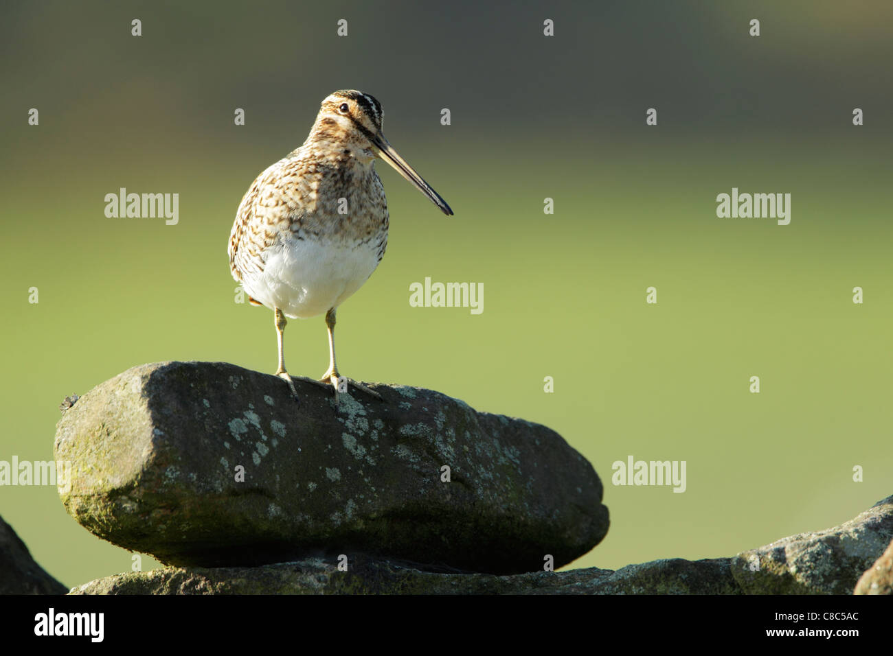 Bekassine (Gallinago Gallinago) stehend auf Flechten bedeckt Steinmauer Vorderansicht Stockfoto