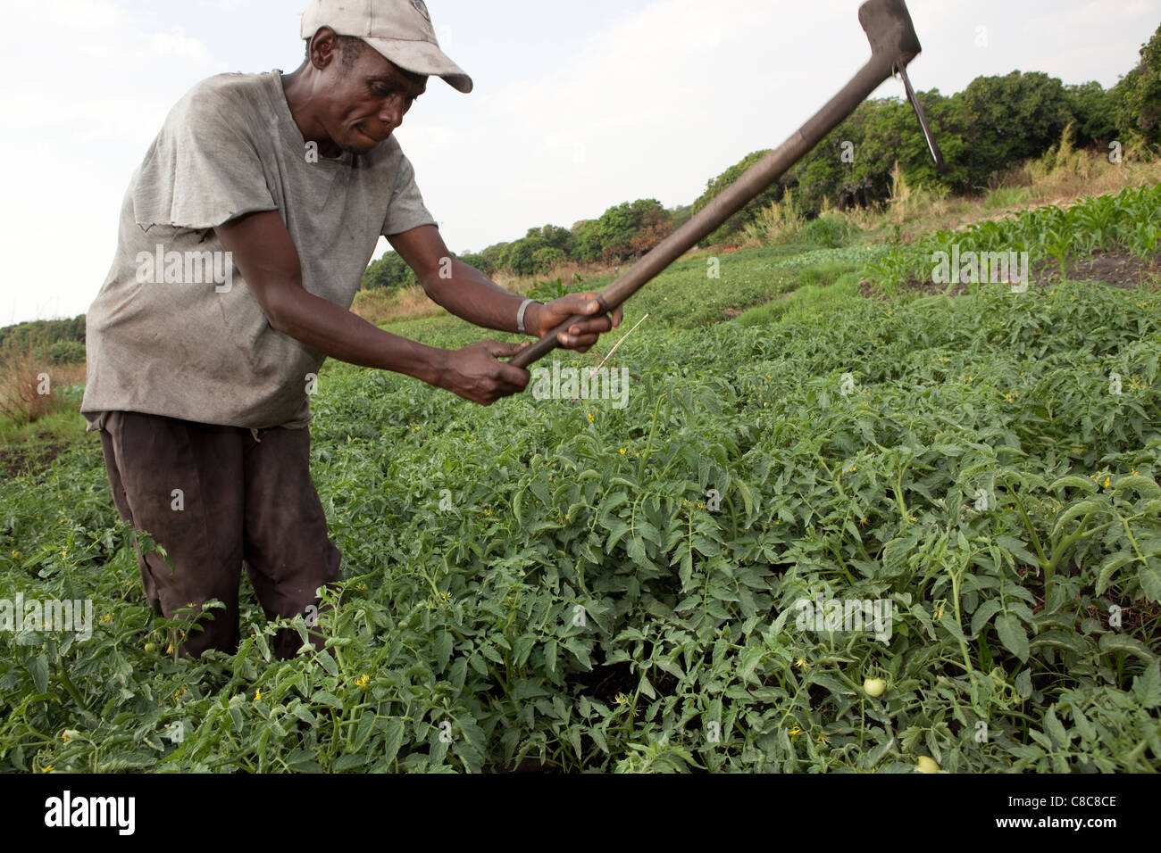 Ein Bauer arbeitet in seinem Gemüsefelder in Mongu, Sambia, Südafrika. Stockfoto