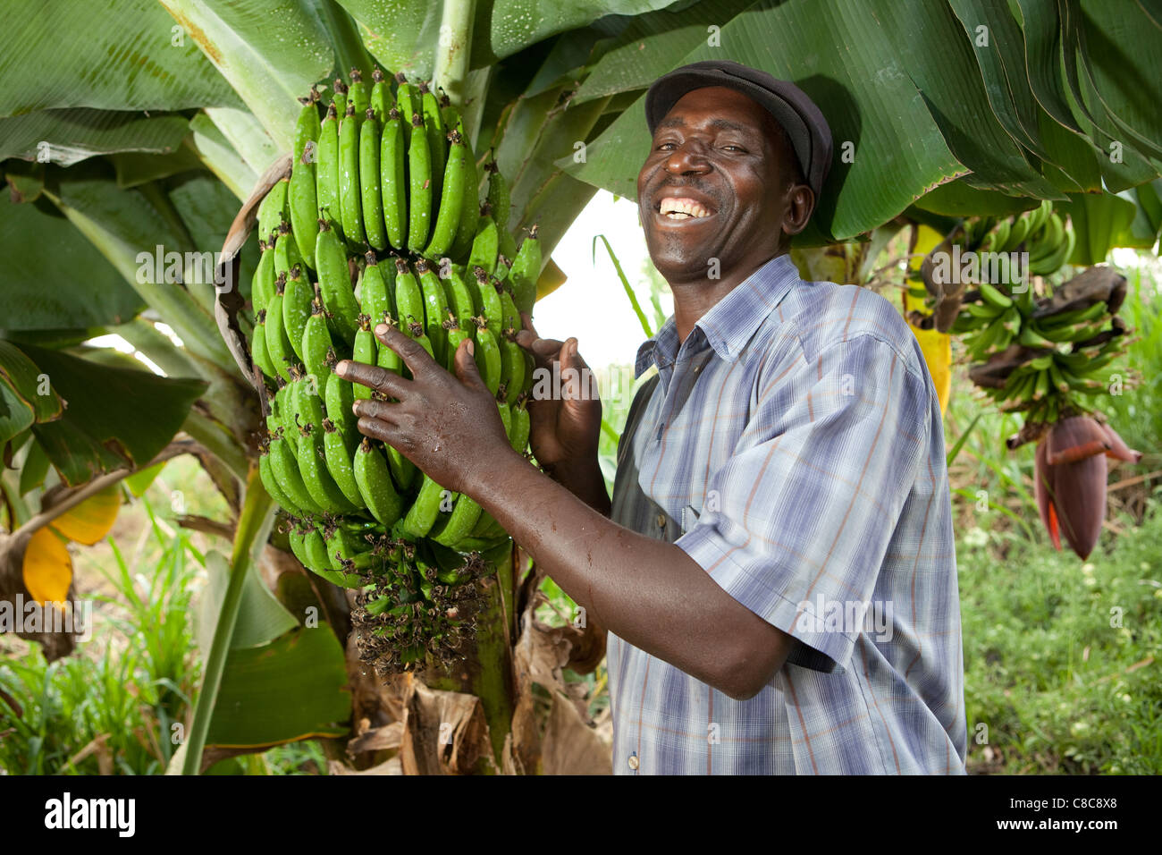 Growing Trees Africa Stockfotos und bilder Kaufen Alamy