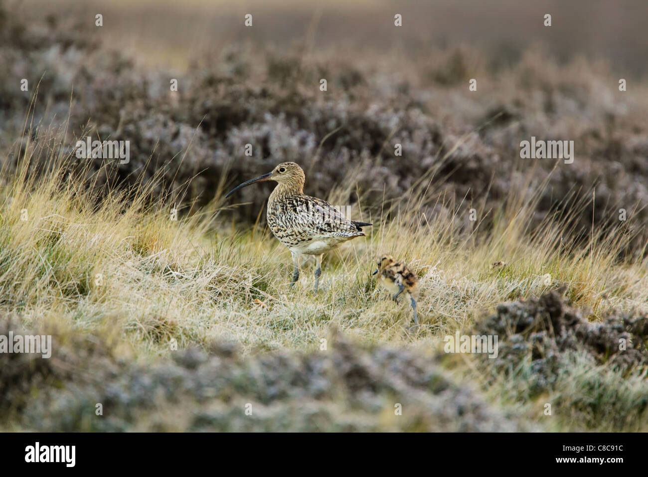 Eurasische Brachvogel (Numenius Arquata) mit Küken zu Fuß unter rauen Gräsern auf moorland Stockfoto