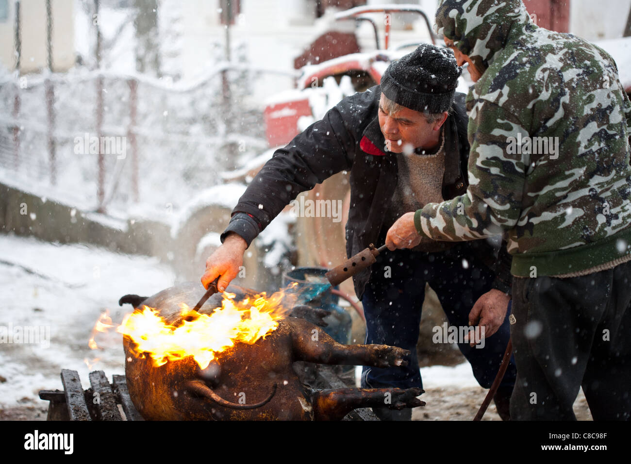 Traditionelle Schwein töten und die Verarbeitung im Freien im Winter in Rumänien Stockfoto