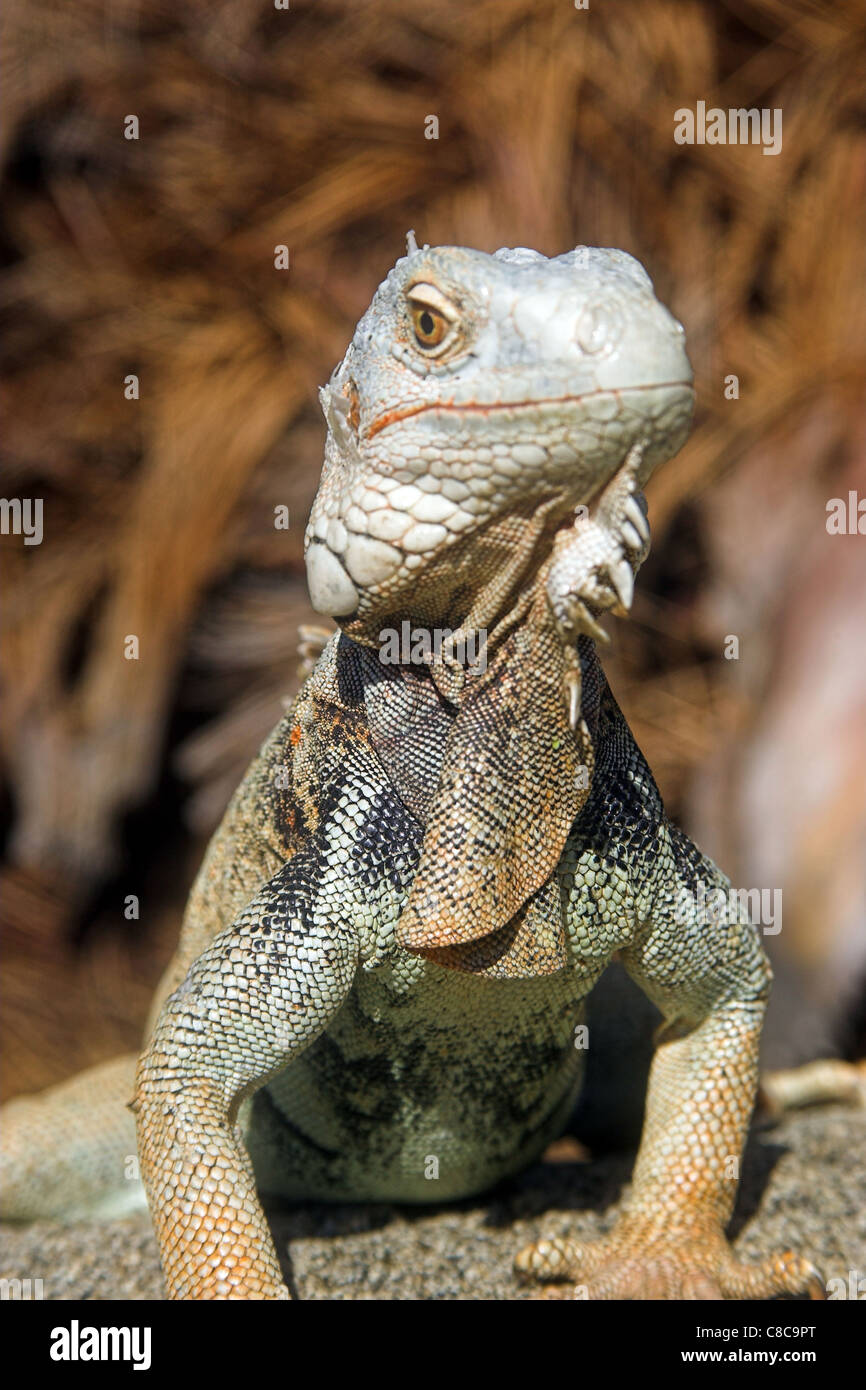 Graue Leguan auf einem Felsen in der Sonne Stockfoto