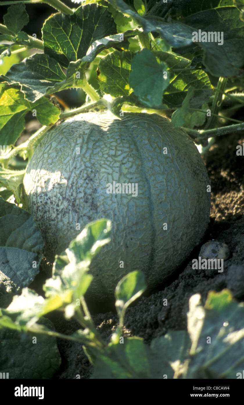Melone Stockfoto