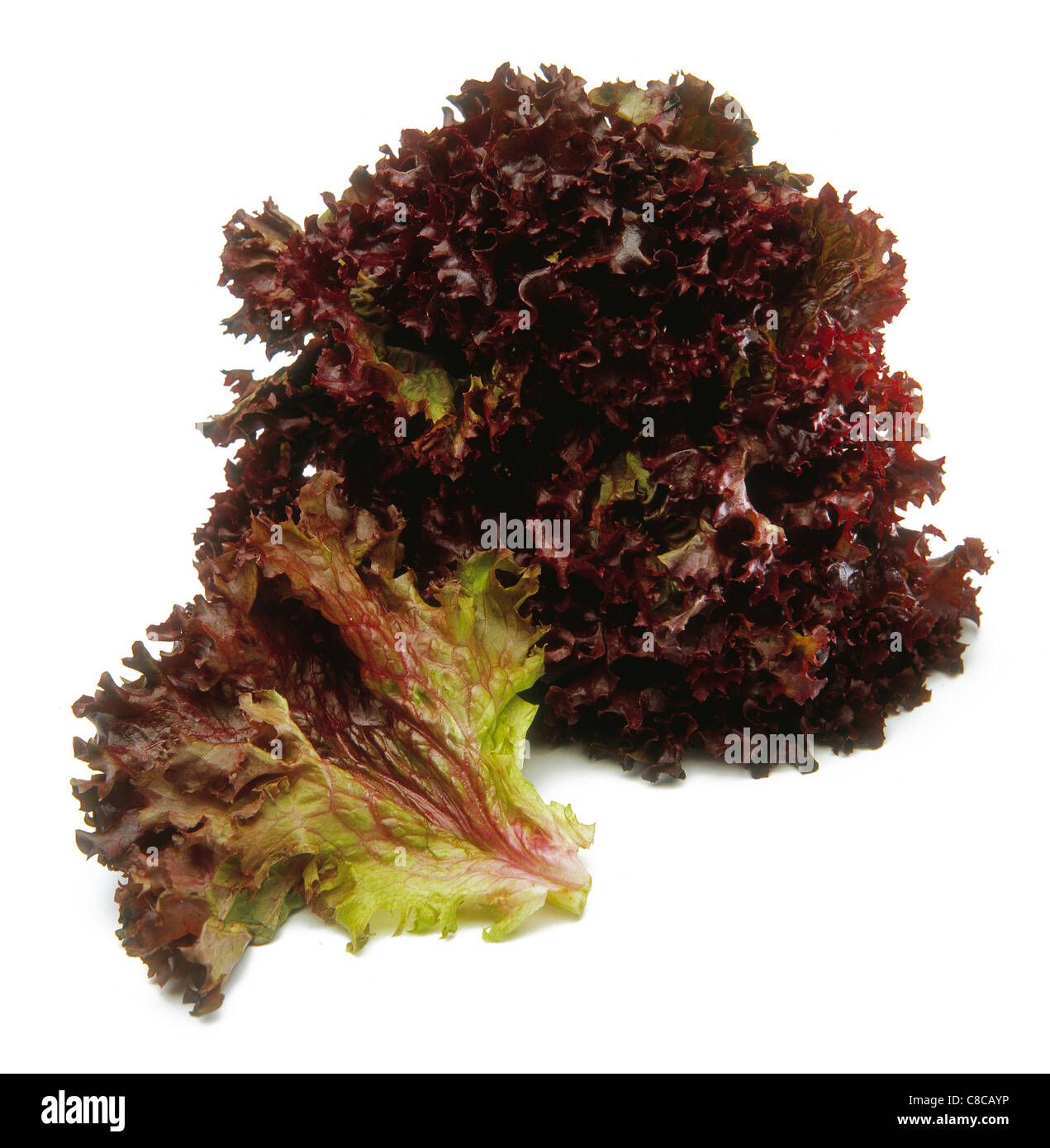 Lollo Rosso Salat Mit Gurke Und Roter Paprika - Rezepte Suchen