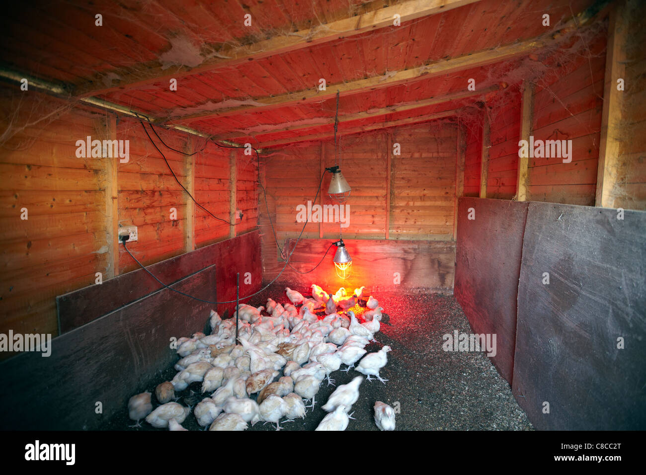 Truthähne im Inkubator Schuppen Kleinfarm Stockfoto