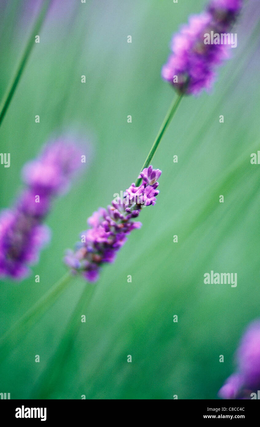 Lavendel in der Natur Stockfoto