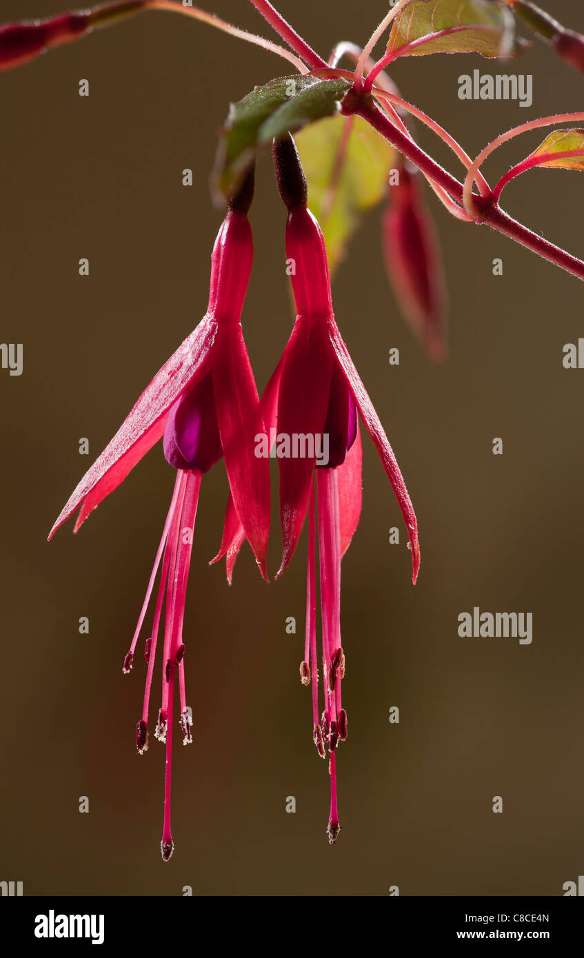 Blüten in Fuchsia, Fuchsie fehlt, mit Pollen. Garten Strauch, Dorset. Stockfoto