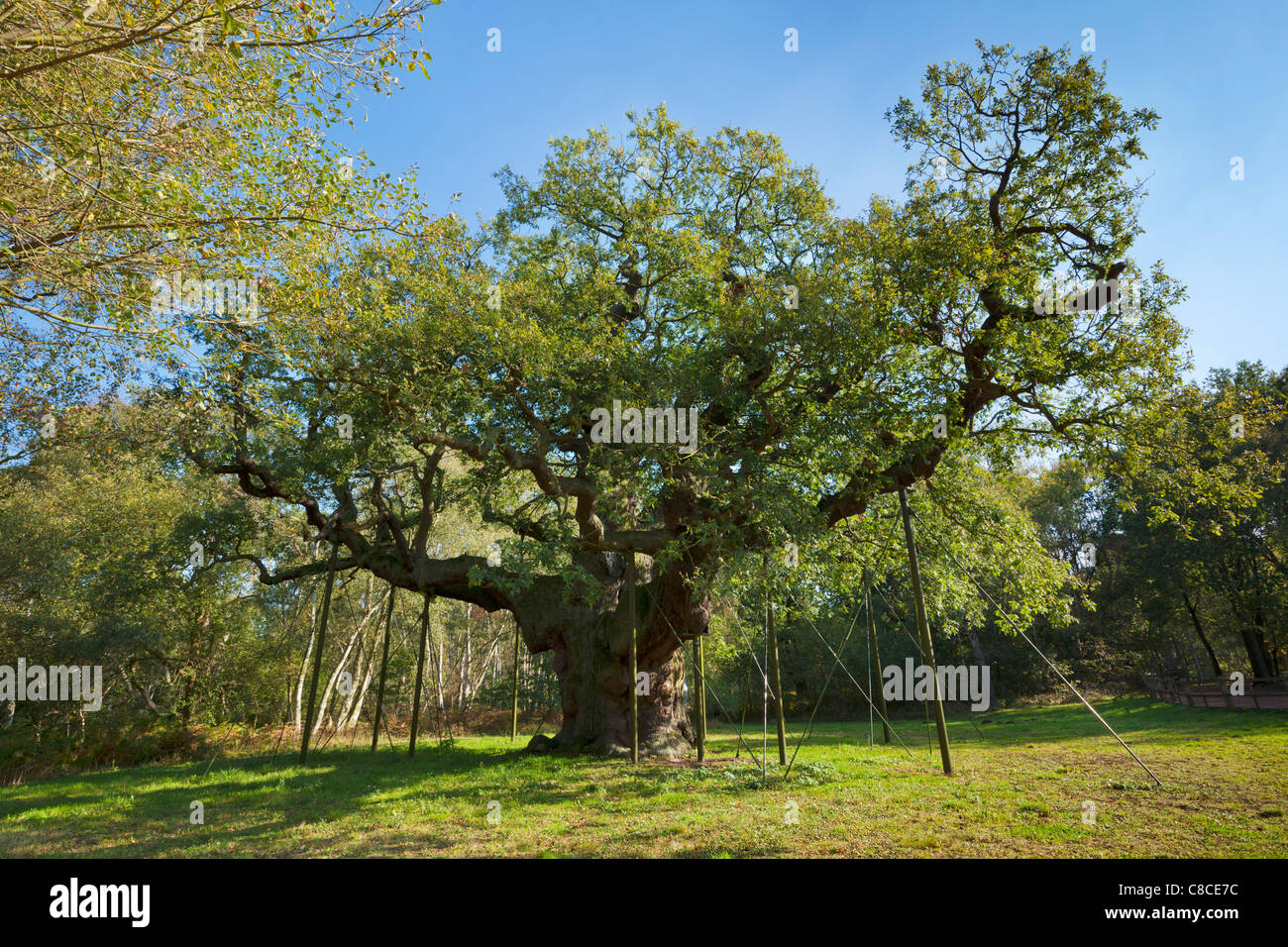 sherwood Forest große Eiche Edwinstowe nottinghamshire England Großbritannien GB Europa Stockfoto