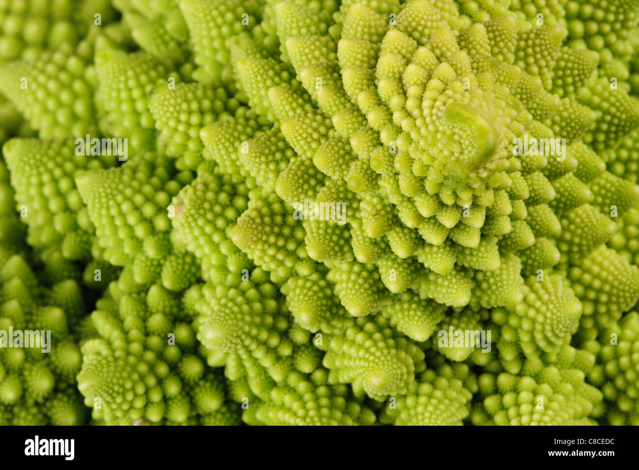 Nahaufnahme von einer romanischen Blumenkohl, eigene Fraktale Naturen. Stockfoto
