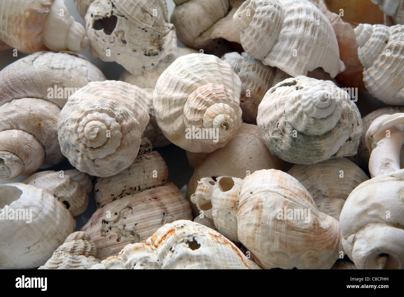 Stilleben, Naturform Nahaufnahme von einigen Spirale Form Muscheln, Studio Stockfoto