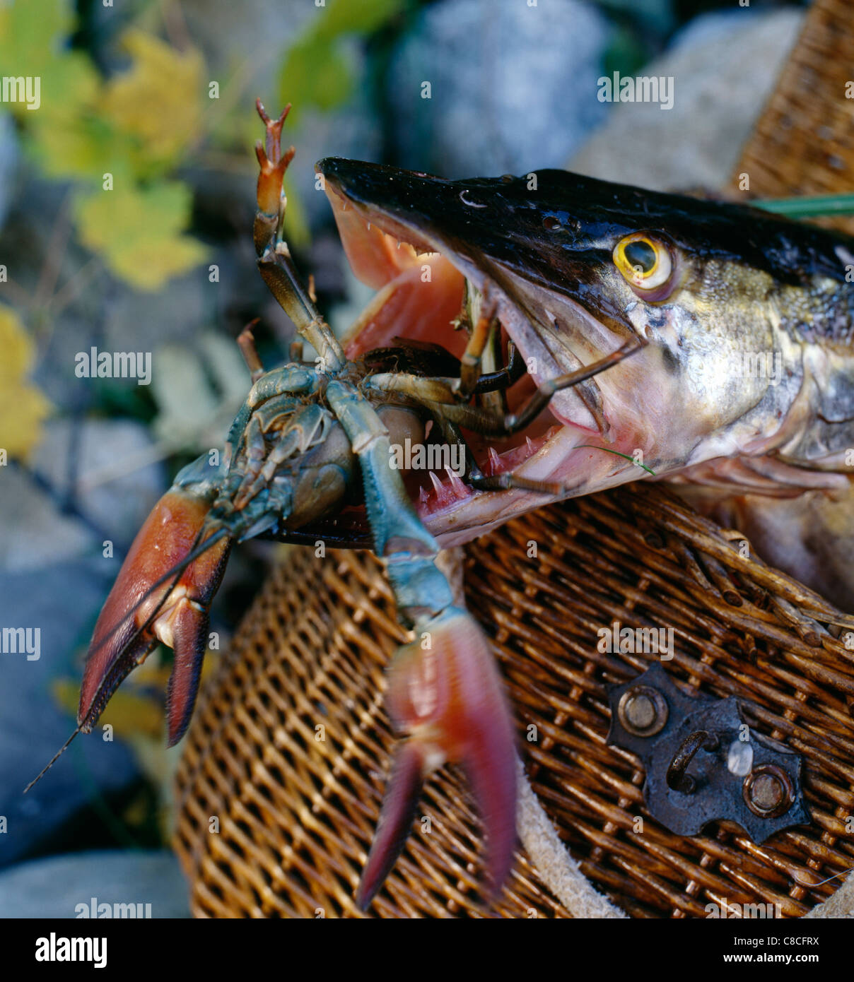 Fisch mit einem Hummer in den Mund Stockfoto