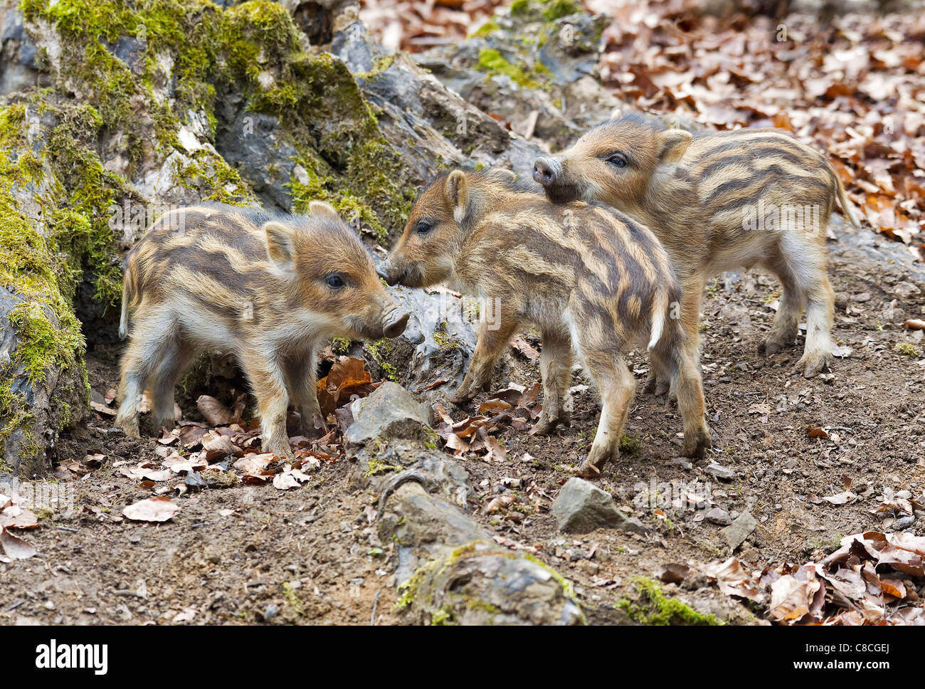 Wildschwein - Cubs / Sus Scrofa Stockfoto