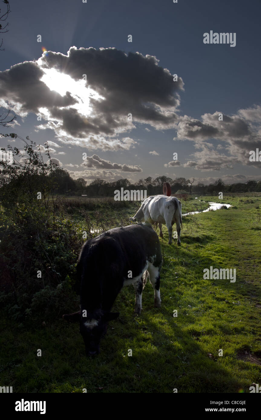 Kühe grasen auf Wasser Wiese Eaton Marsh Norfolk Stockfoto