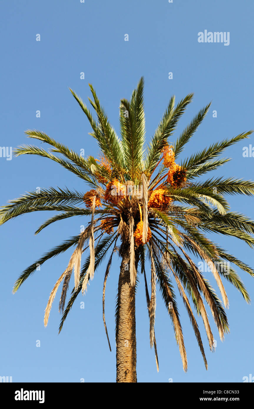 Dattelpalme, Phoenix Dactylifera, Tiznit, Marokko Stockfoto
