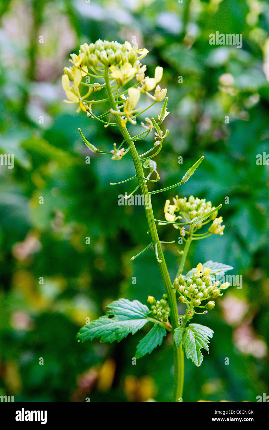 Der weiße Senf Pflanze Stockfotografie - Alamy