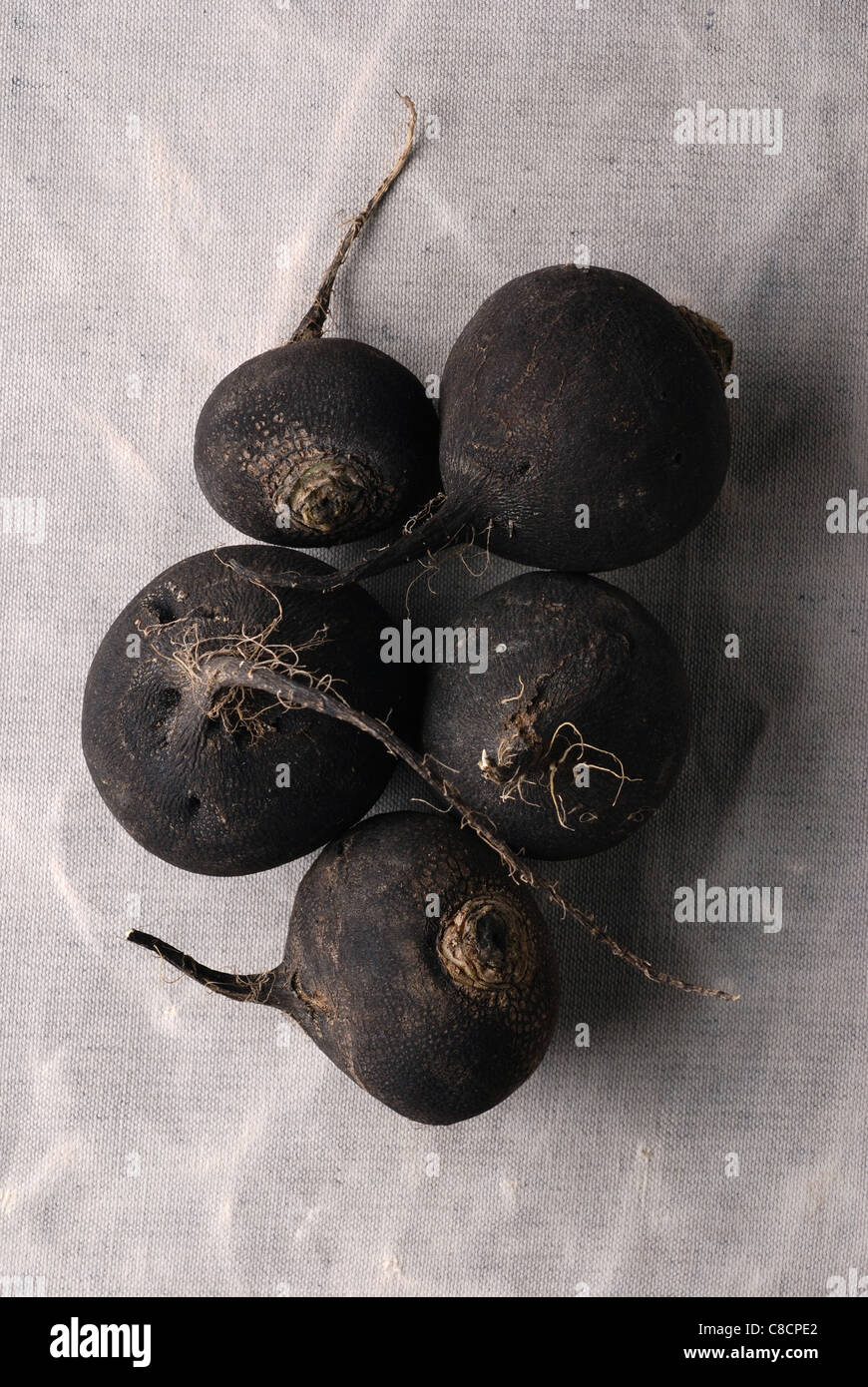 Schwarzer rettich -Fotos und -Bildmaterial in hoher Auflösung – Alamy