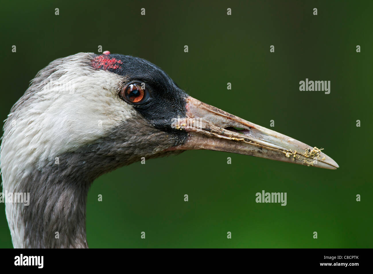 Kranich / eurasische Kranich (Grus Grus) close-up, Deutschland Stockfoto